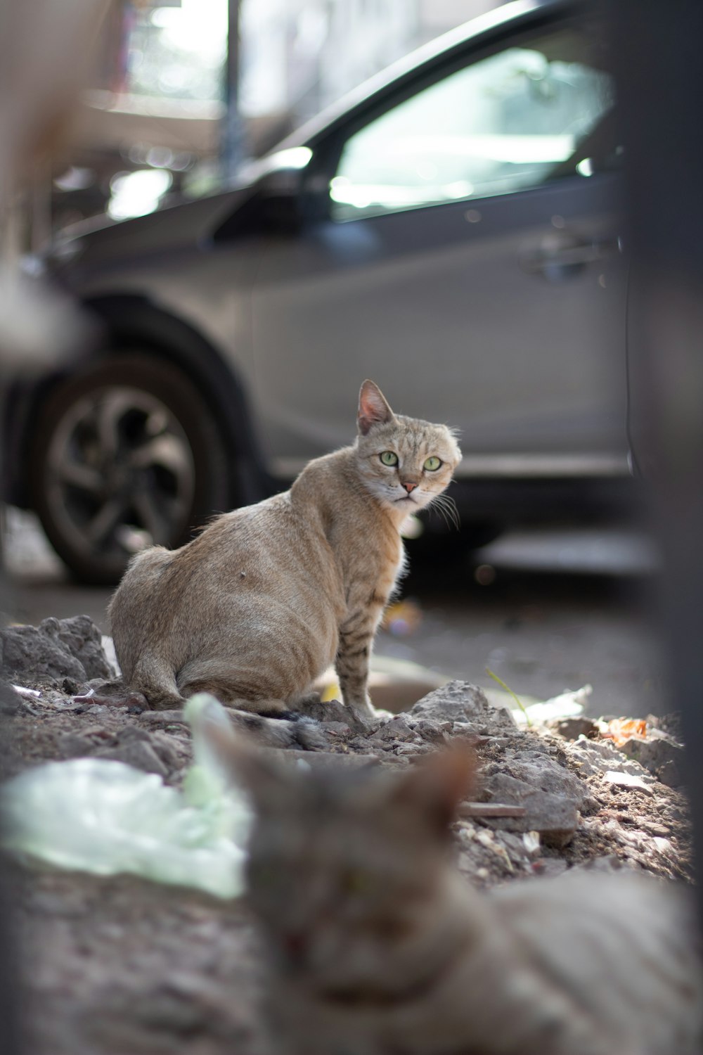 a cat sitting on the ground next to a car