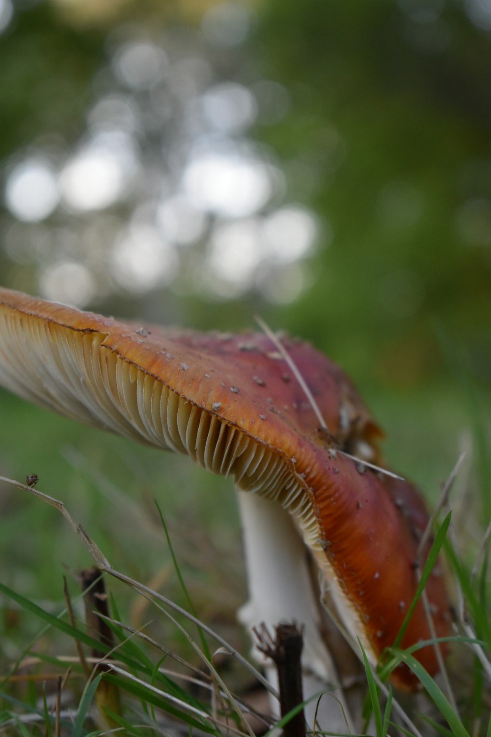 a close up of a mushroom in the grass