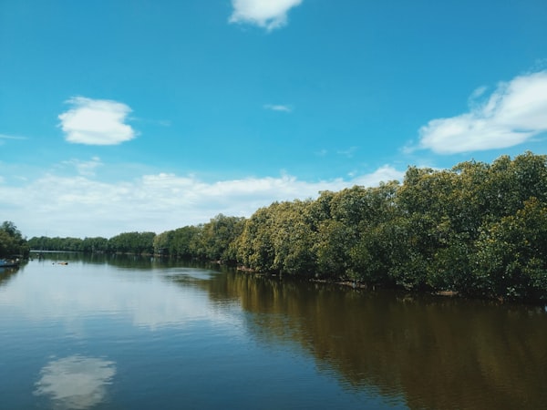 Hutan mangrove di Indonesia, lokasi favorit wisata ramah lingkungan