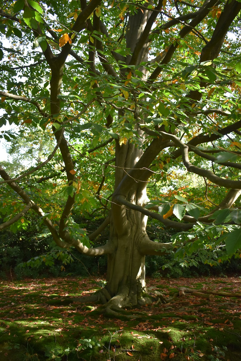 a tree that is standing in the grass