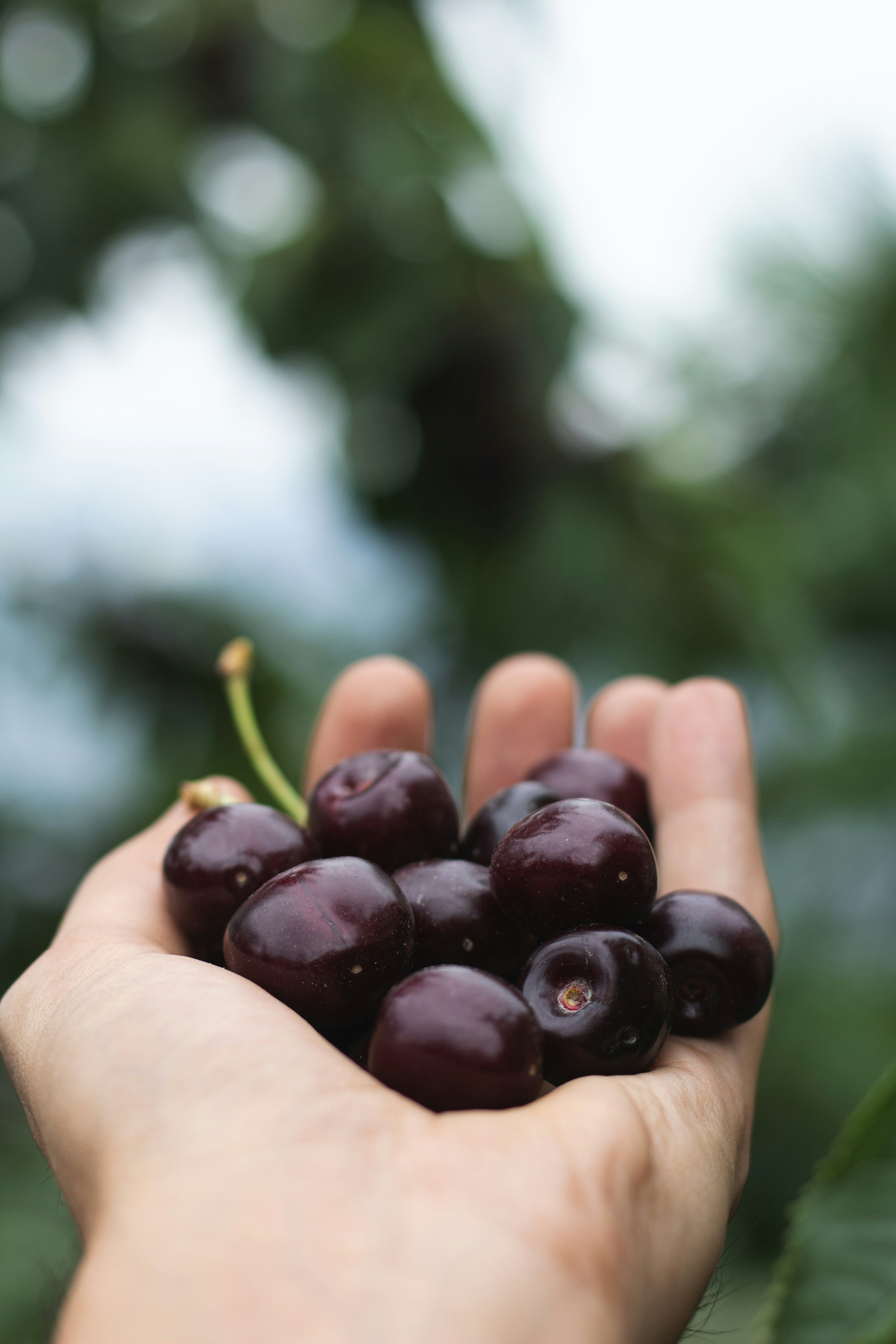 a person holding a handful of plums in their hand