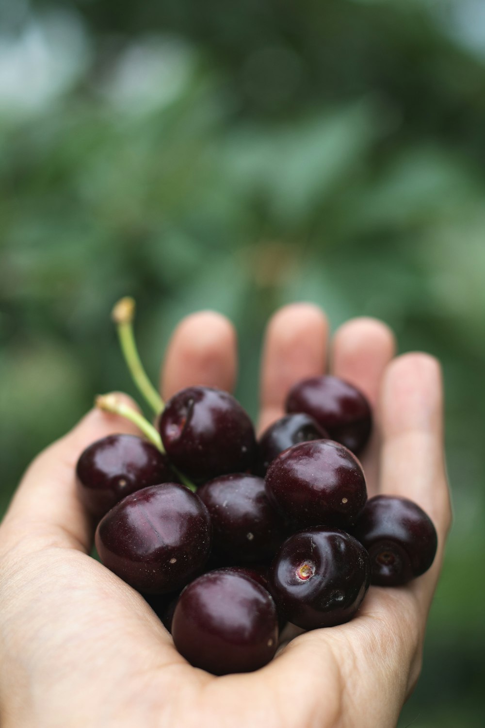 a person holding a handful of cherries in their hands