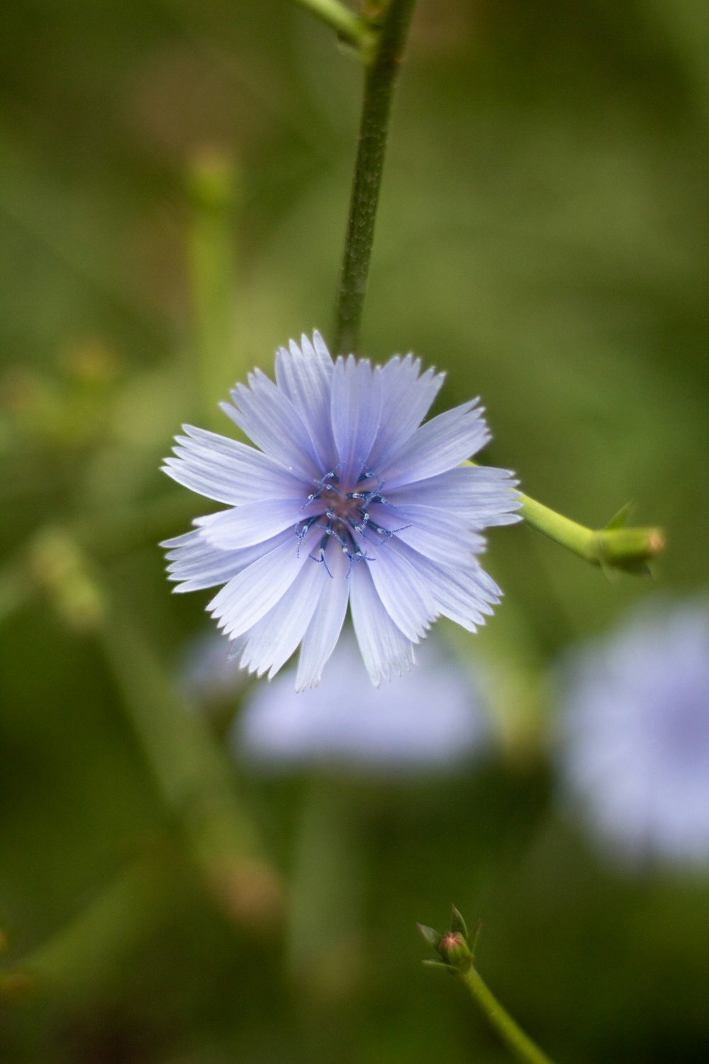 um close up de uma flor azul com fundo desfocado