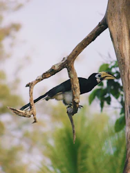 Hornbill