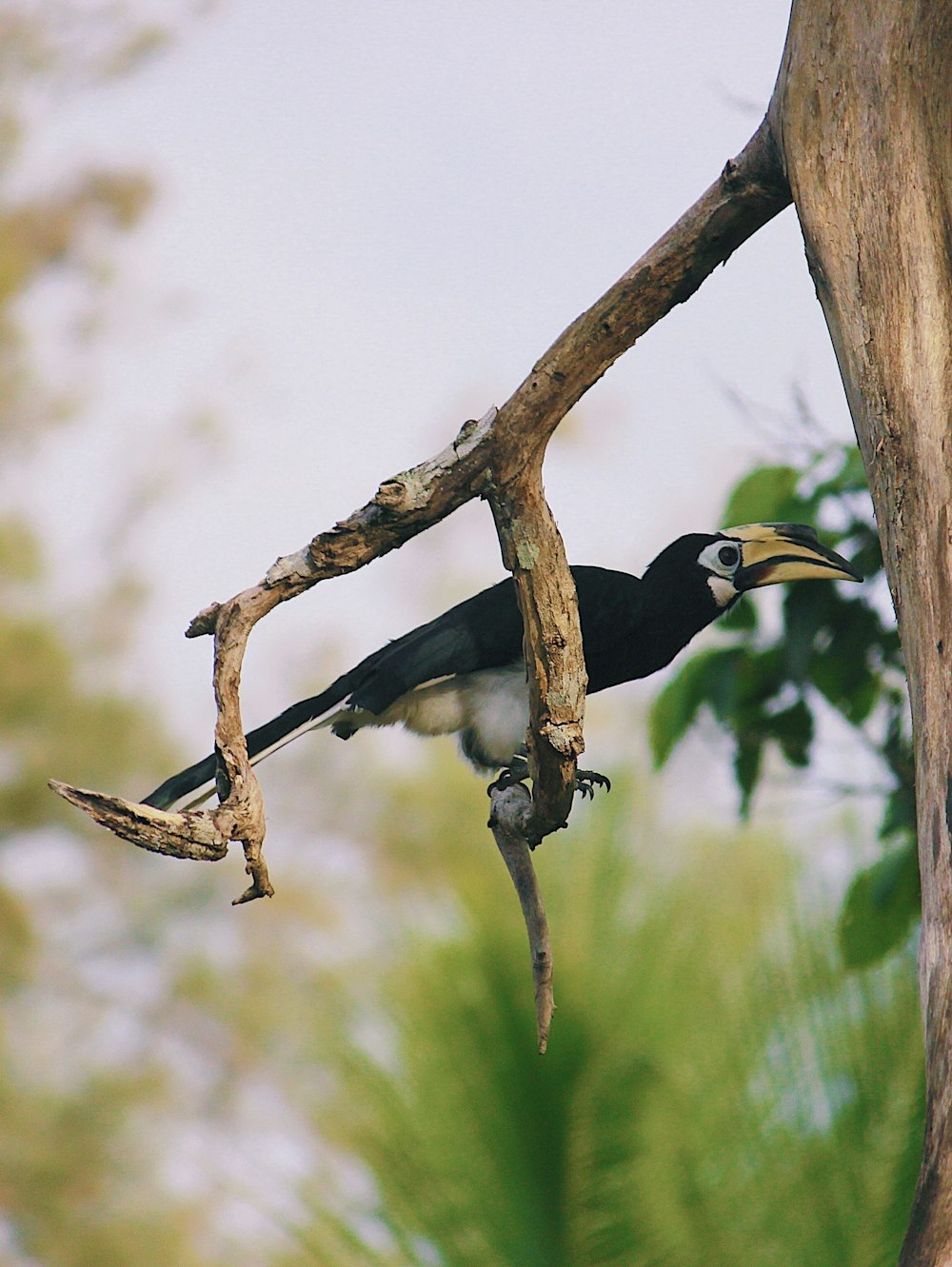 a black and white bird perched on a tree branch