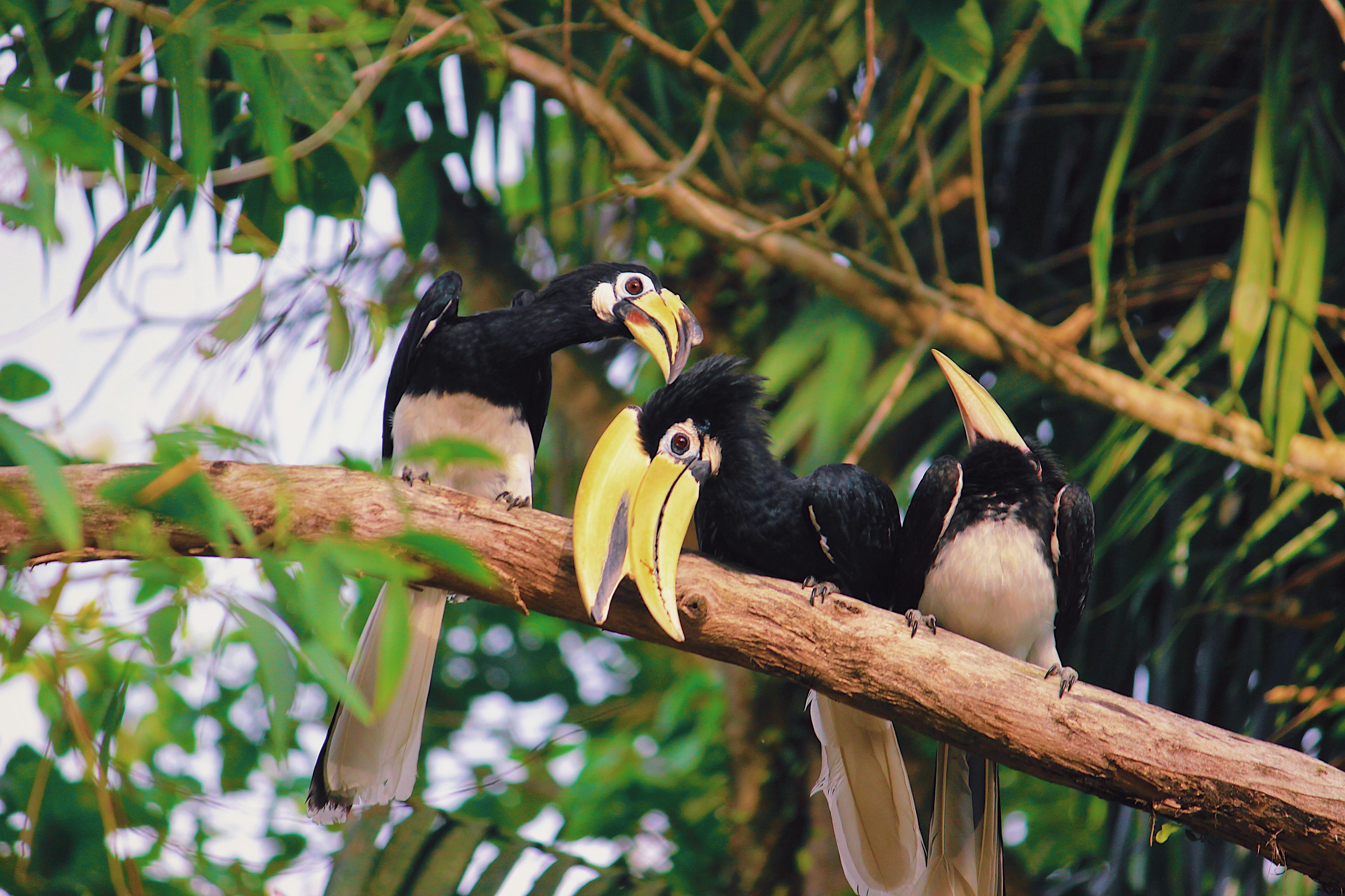 a group of birds sitting on top of a tree branch