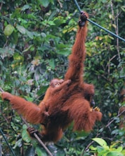 An orangutan hangs from a rope in a lush, green jungle, while carrying a baby orangutan on its back. The dense foliage of the jungle forms the backdrop, with numerous shades of green from various leaves and trees.