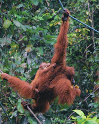 Orangutans