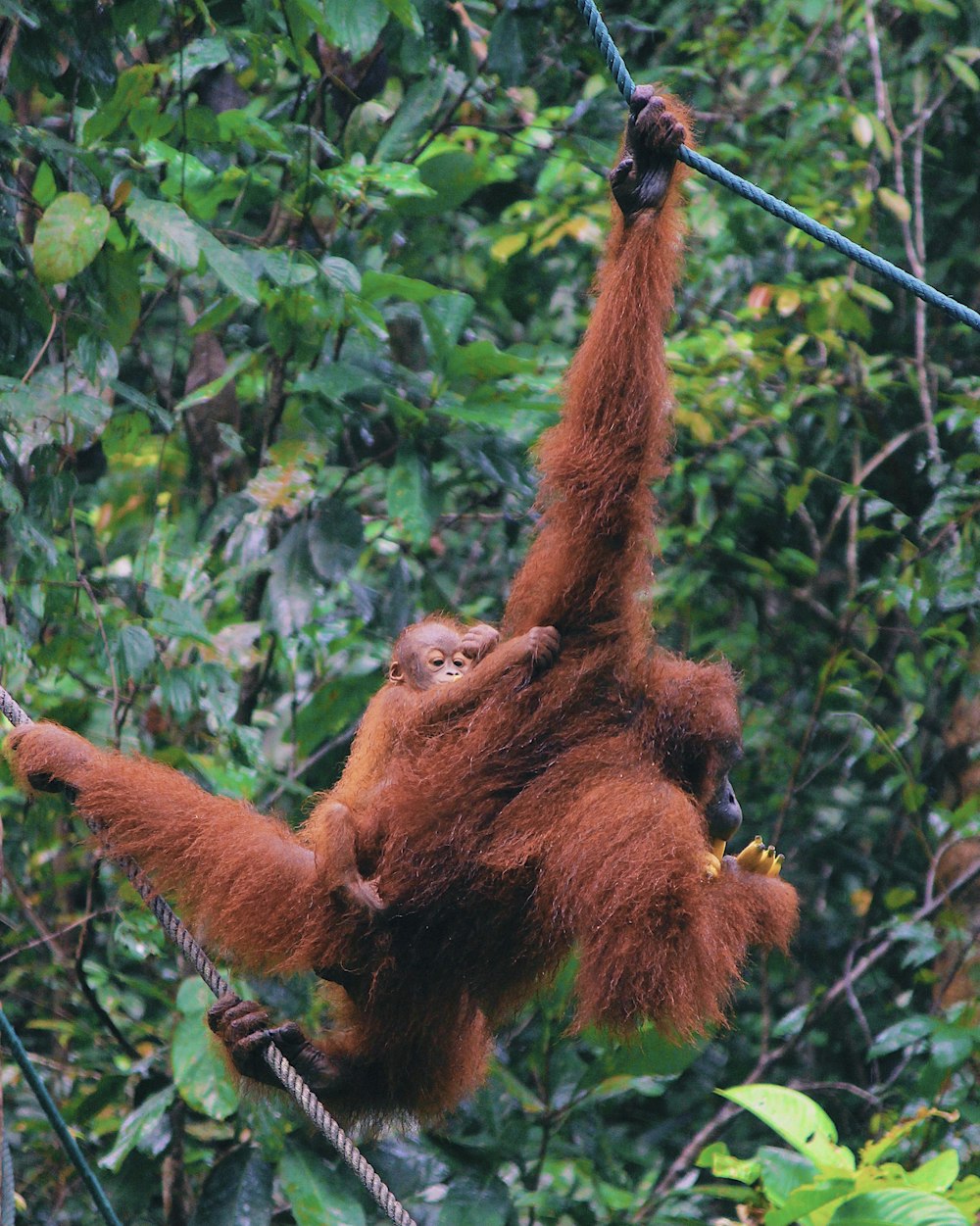 an adult oranguel hangs from a rope in the jungle