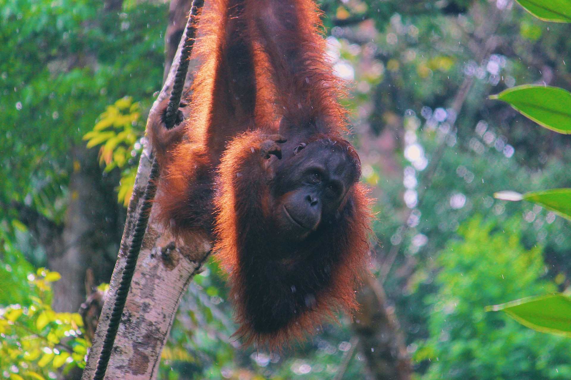 a monkey hanging from a tree in a forest