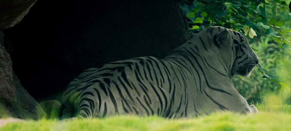 a white tiger laying in the grass next to a tree