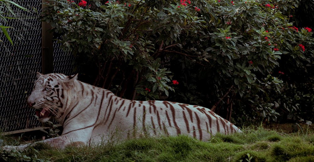 a white tiger laying down in the grass