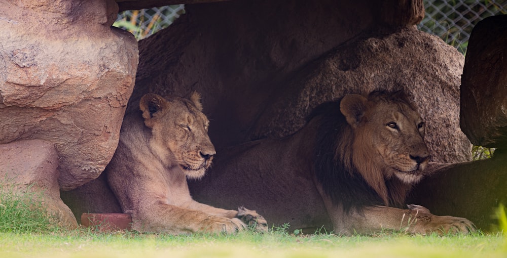 a couple of lions sitting next to each other on a lush green field