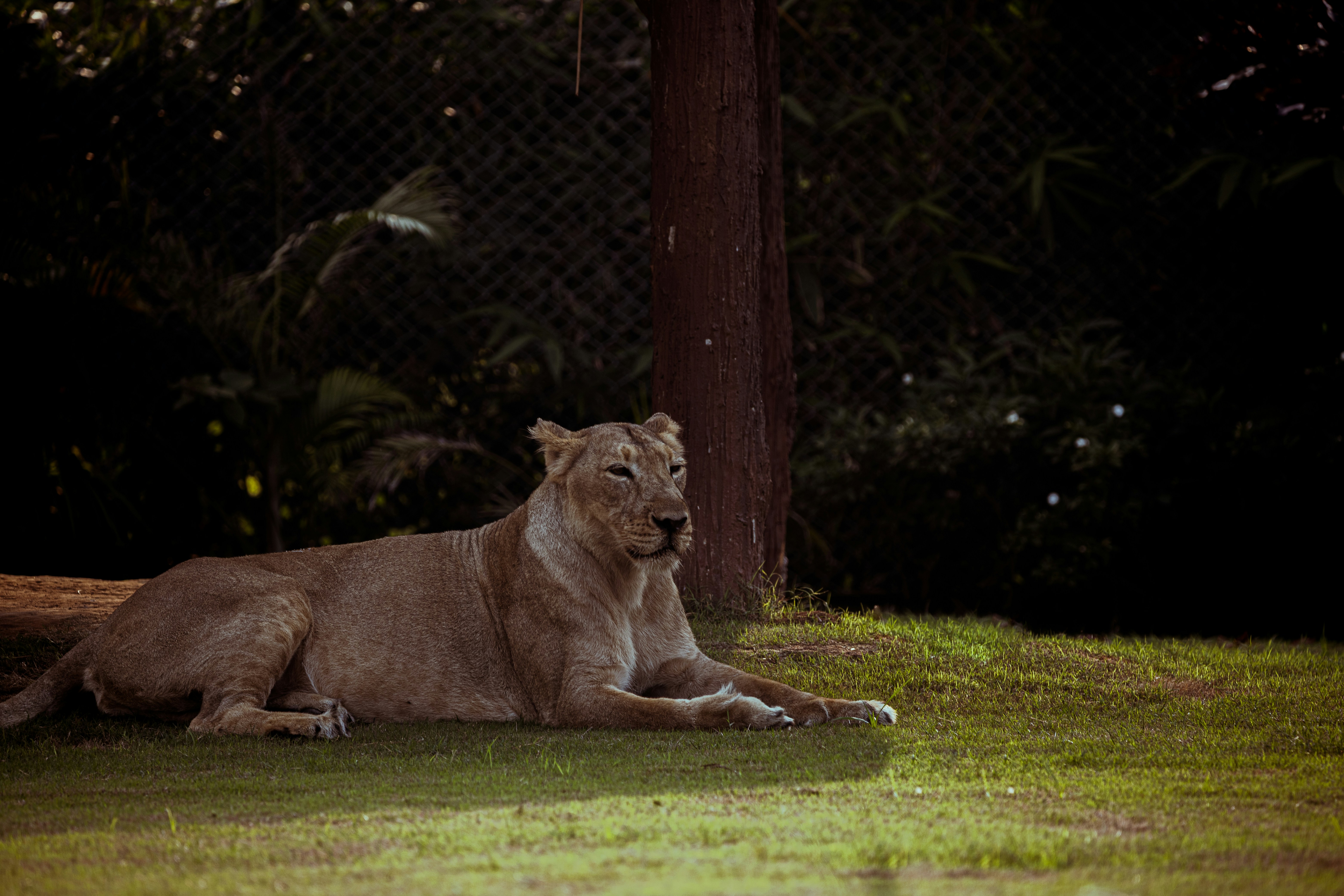 a large lion laying on top of a lush green field