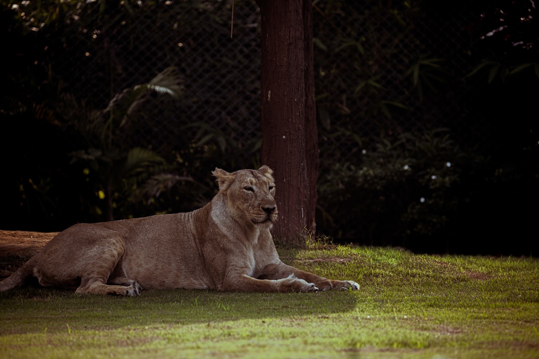 a large lion laying on top of a lush green field, The Queen