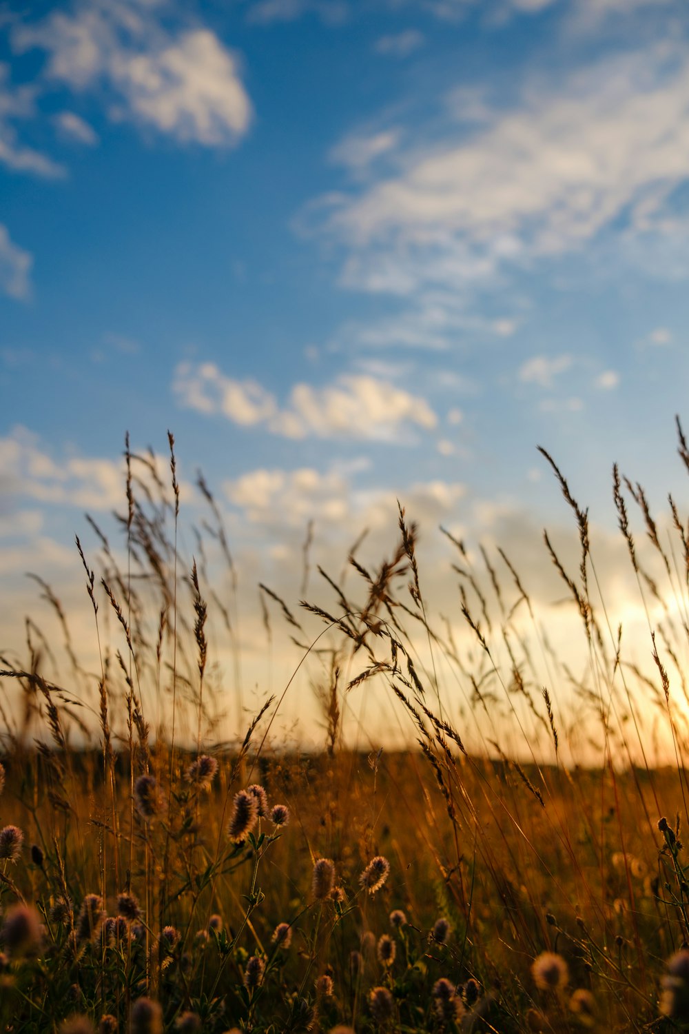 a field of grass with a sky in the background