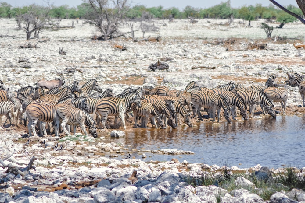 a herd of zebras drinking from a watering hole