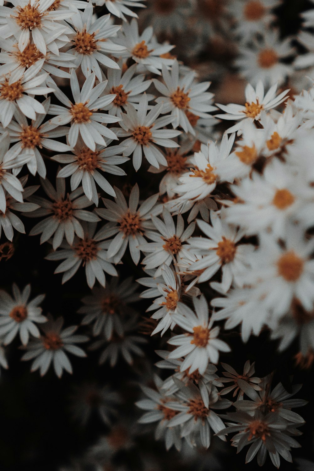 a bunch of white flowers with brown centers