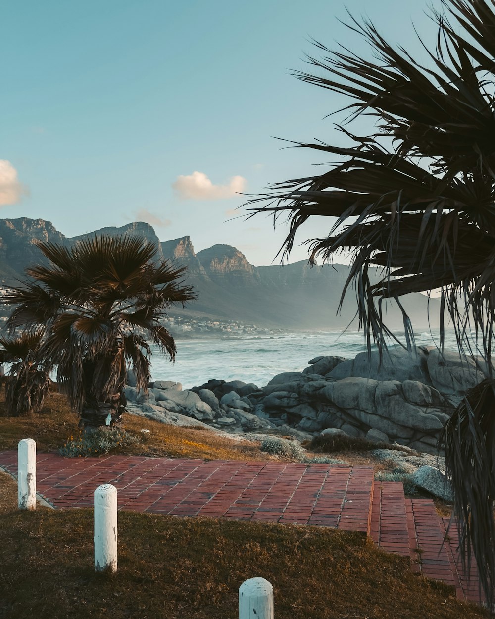 palm trees on a rocky beach near the ocean