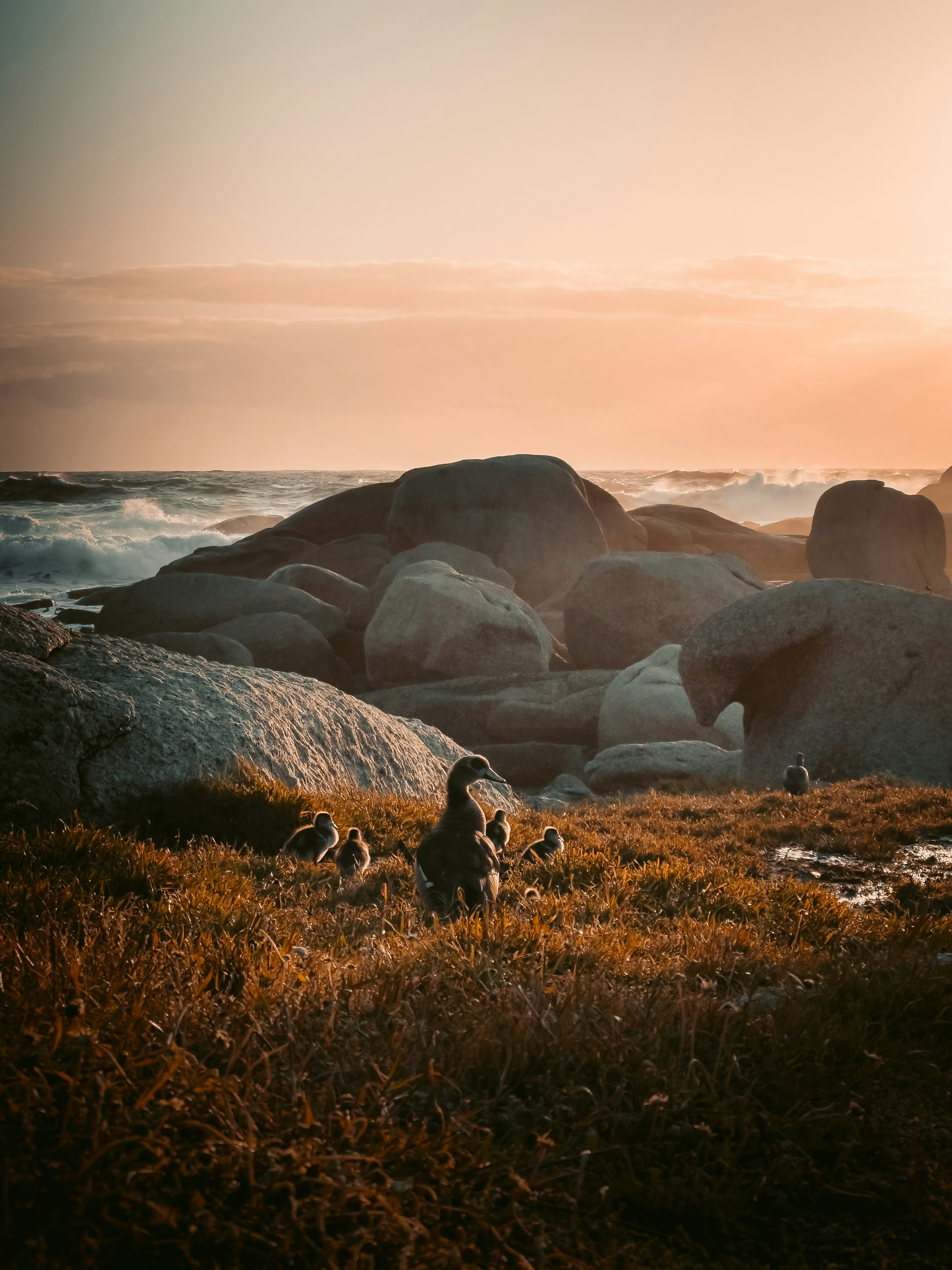 a group of birds sitting on top of a grass covered field