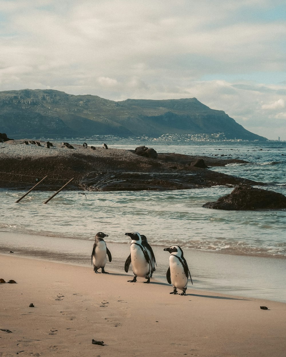 a group of penguins walking along the beach