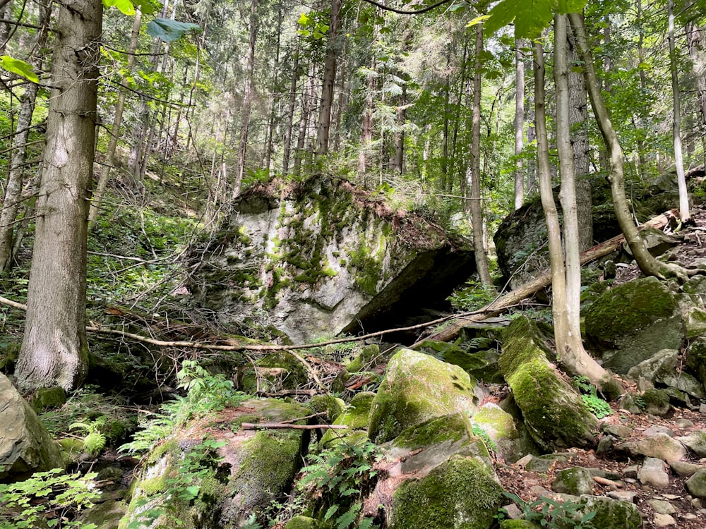 Una grande roccia nel mezzo di una foresta