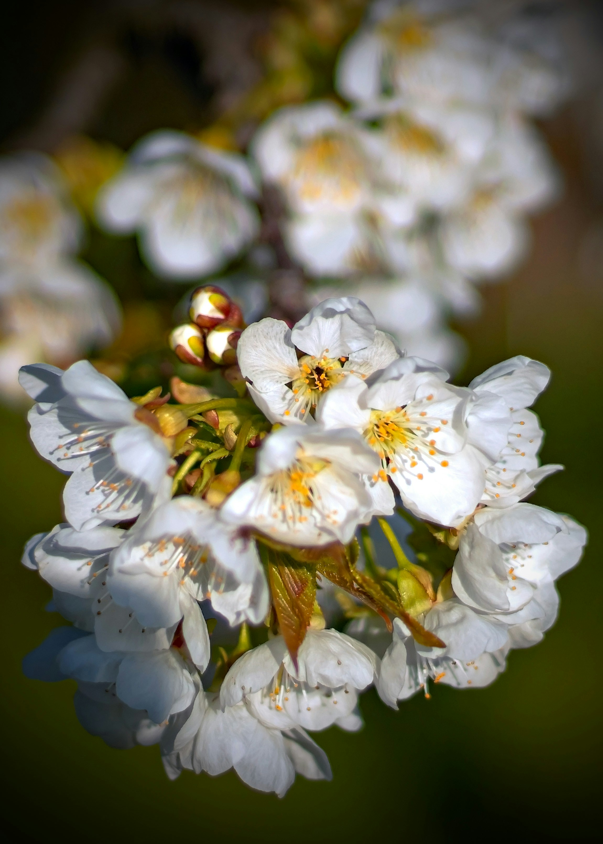 Photo by fotolunatics