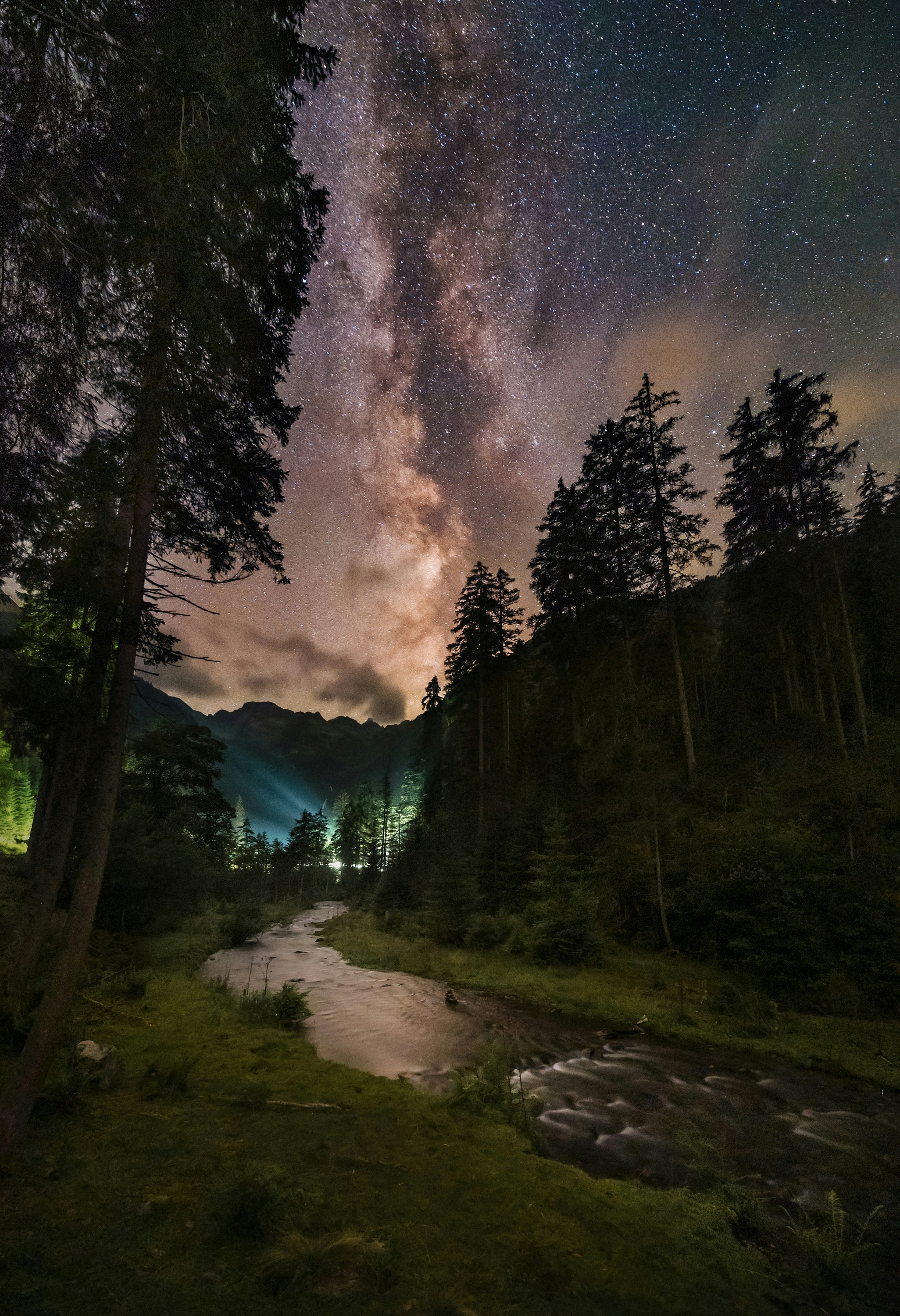 キャンバスドローイング『The forest at night』 Low angle photo of forest under clear sky during nighttime photo