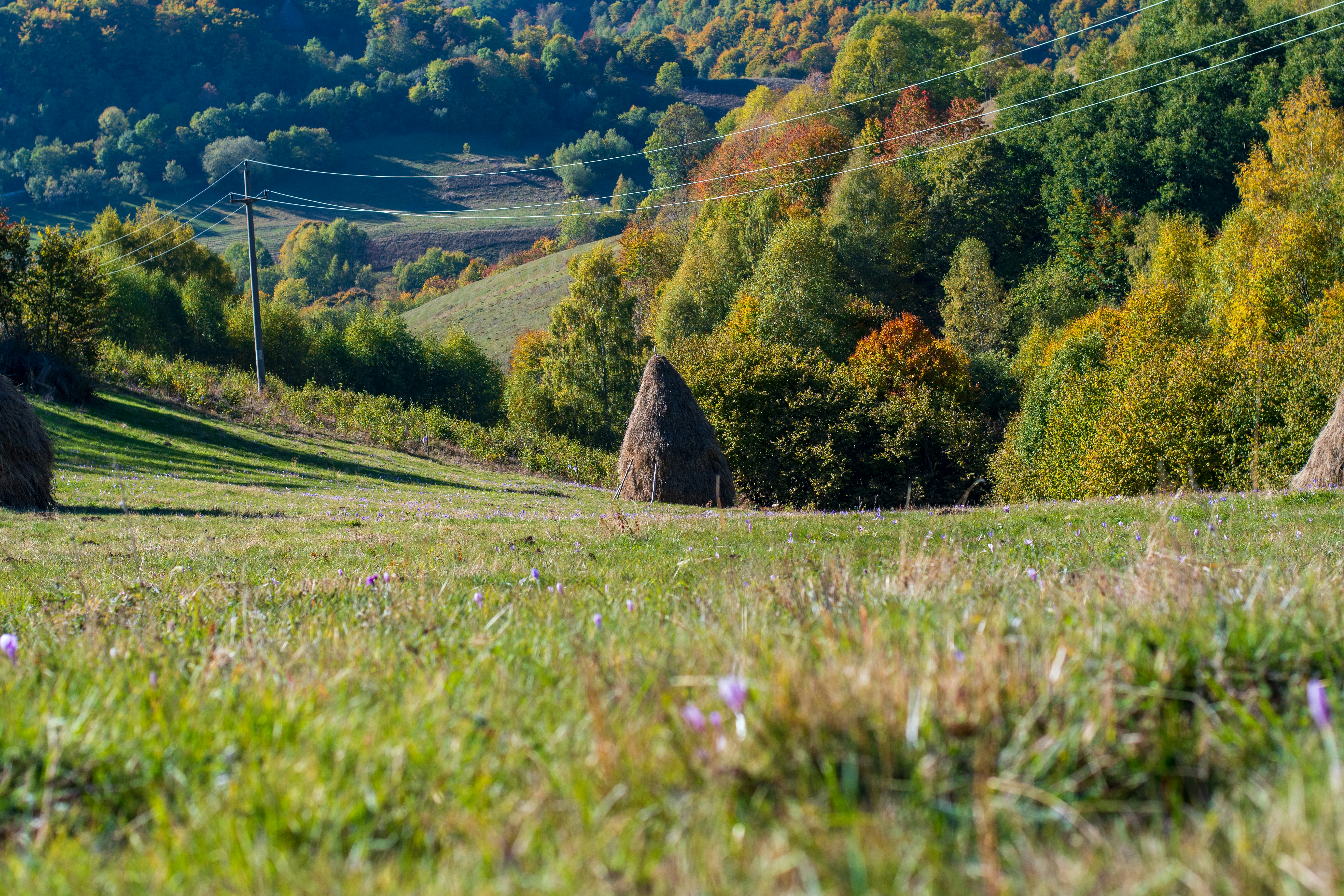 un campo de hierba con árboles y colinas al fondo