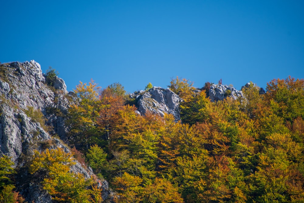 un groupe d’arbres qui se trouvent à côté d’une montagne