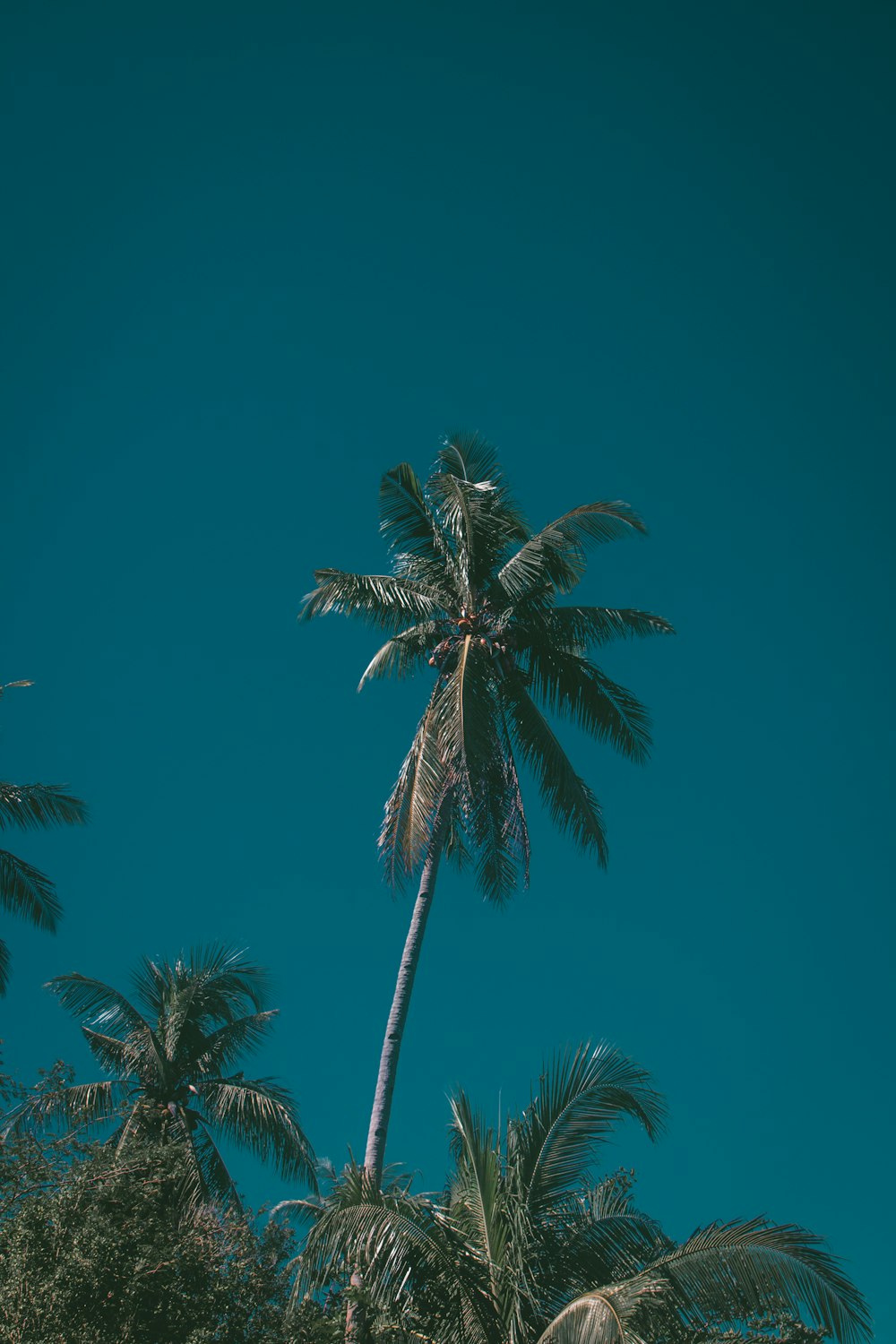 a palm tree with a blue sky in the background