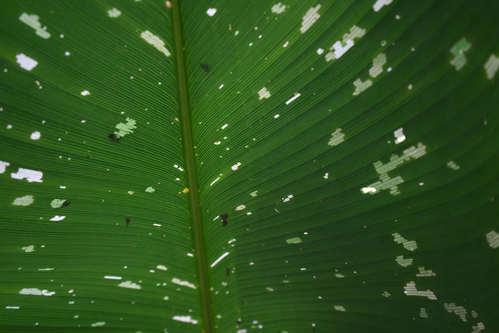 a large green leaf with white spots on it