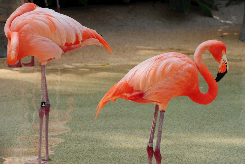 Zwei rosa Flamingos stehen nebeneinander