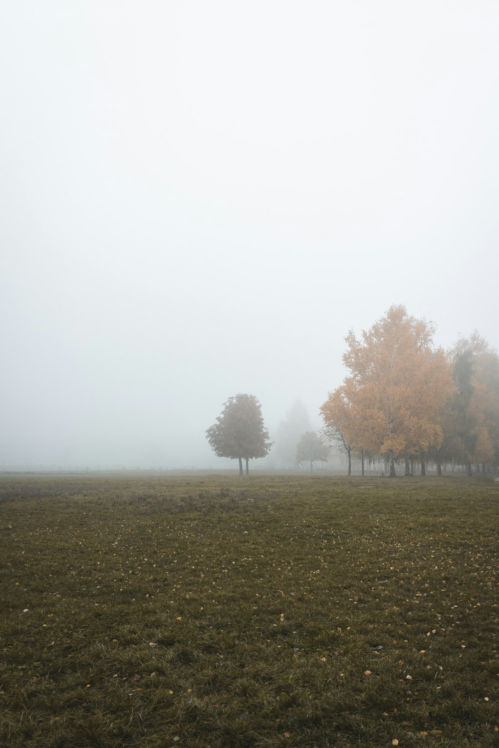 a foggy field with trees in the distance