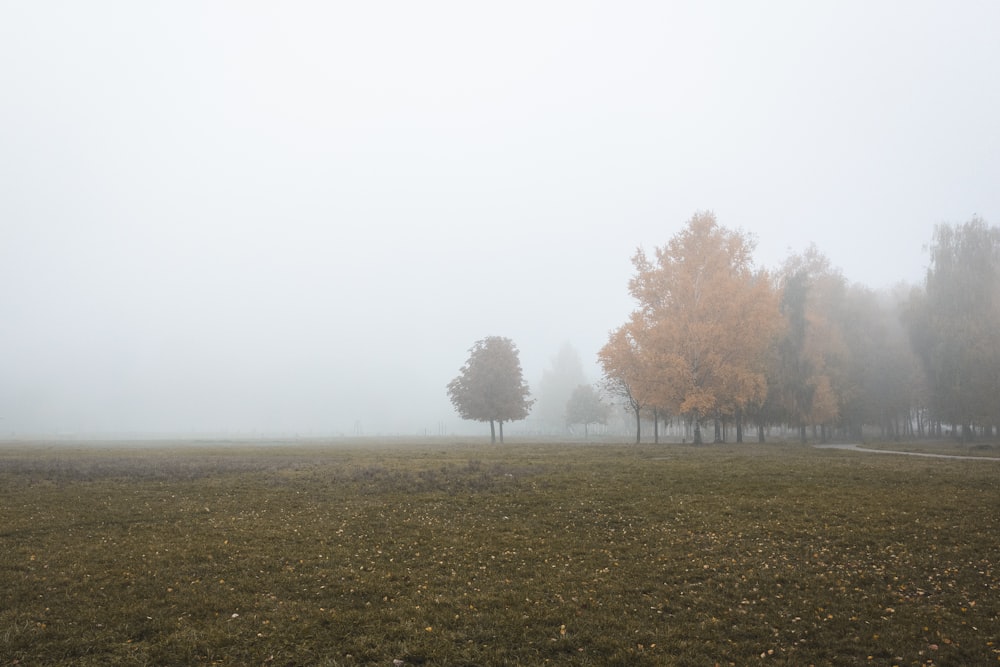 un champ brumeux avec des arbres au loin