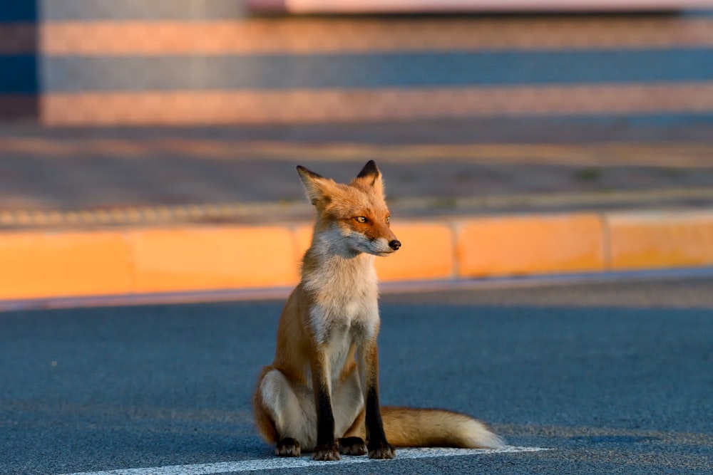 Un renard roux assis sur le bord d’une route