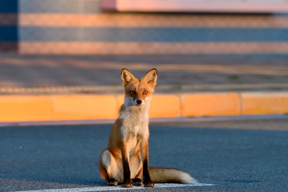 Un renard roux assis sur le bord d’une route