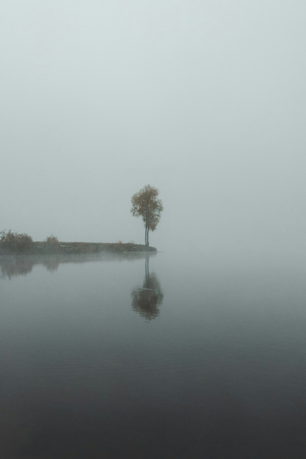 a lone tree in the middle of a lake on a foggy day