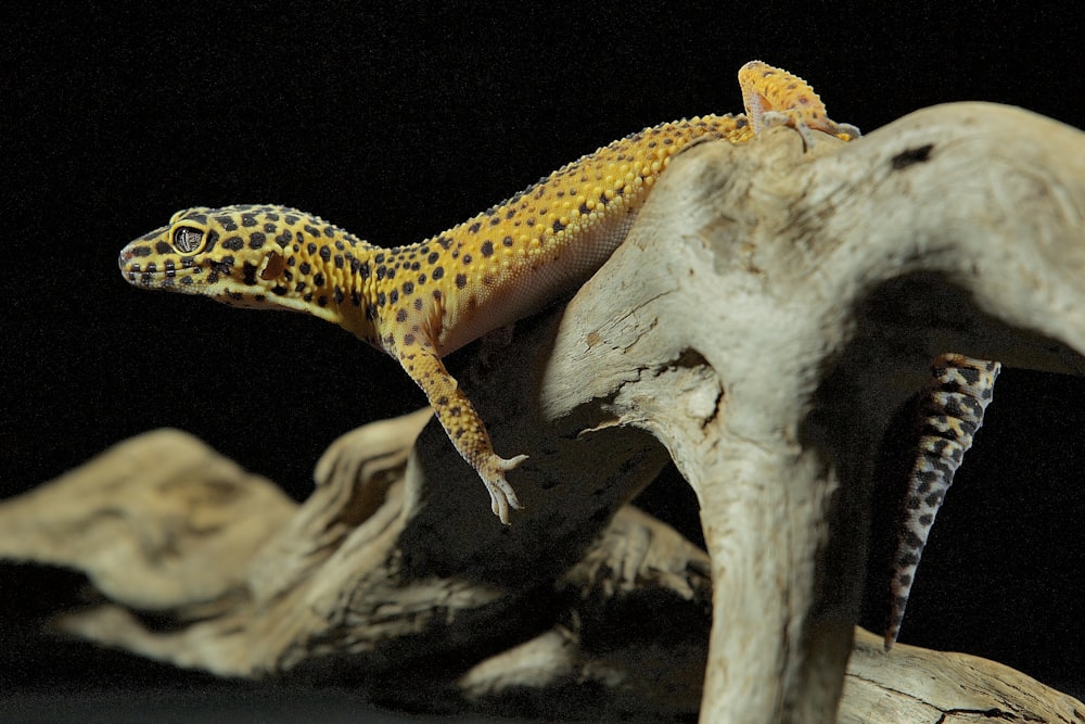 Ein kleiner Gecko, der auf einem Stück Holz sitzt