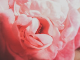 A close-up of a delicate pink rose with soft petals.
