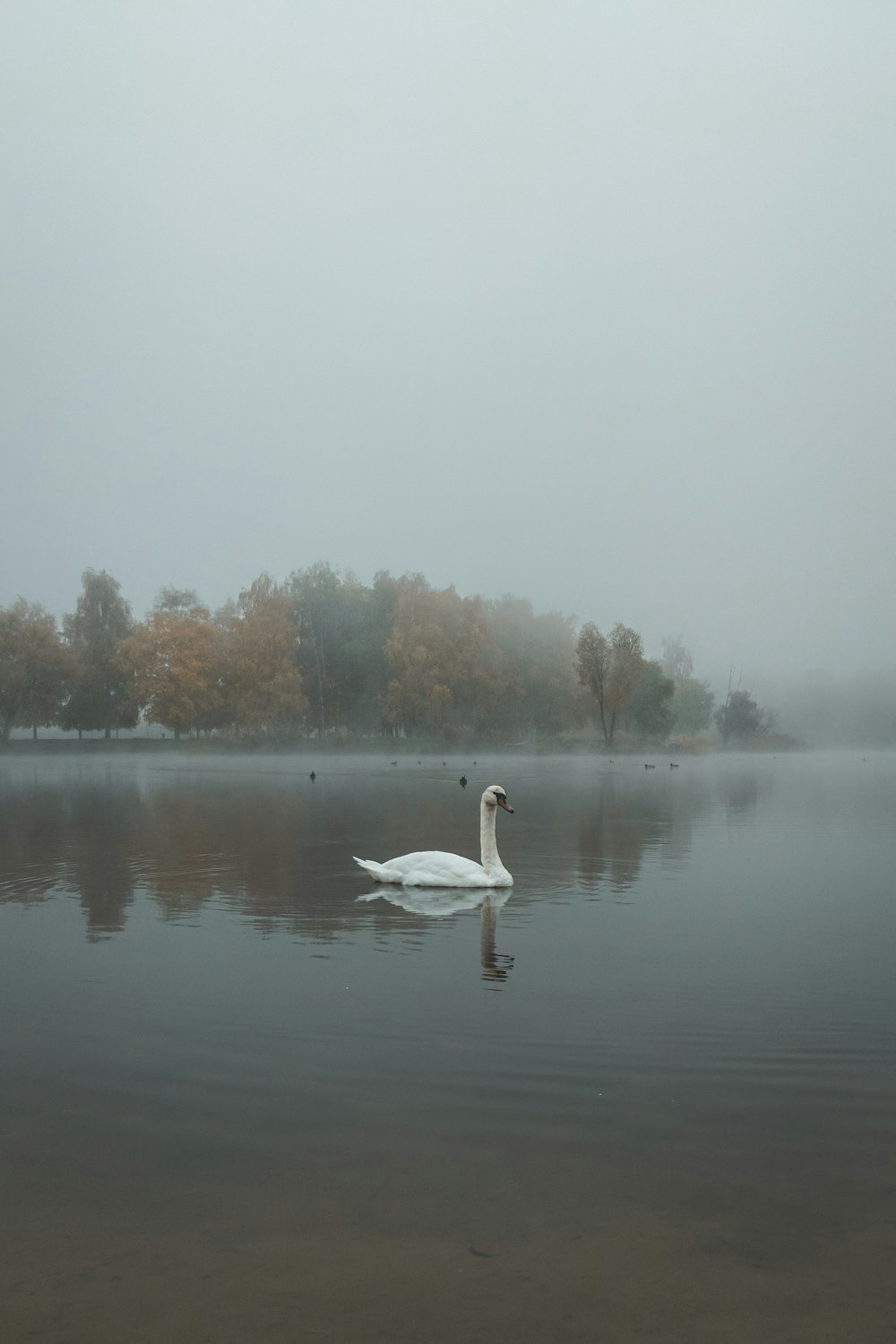 a white swan swimming in a lake on a foggy day