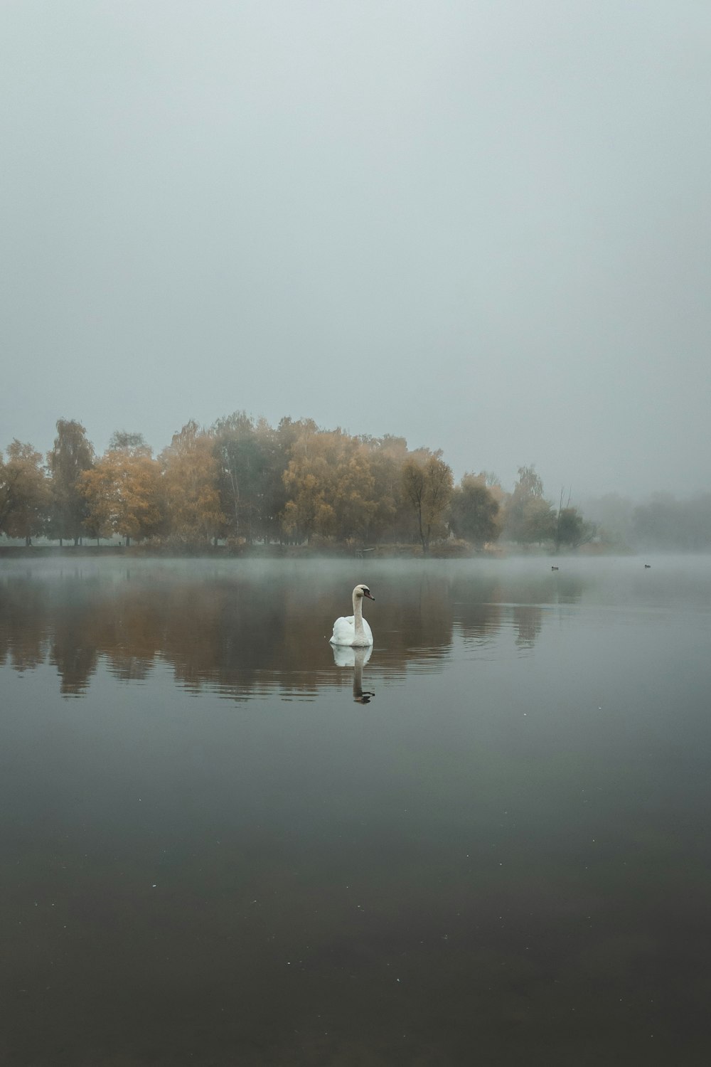 Un cigno bianco che galleggia sulla cima di un lago vicino a una foresta
