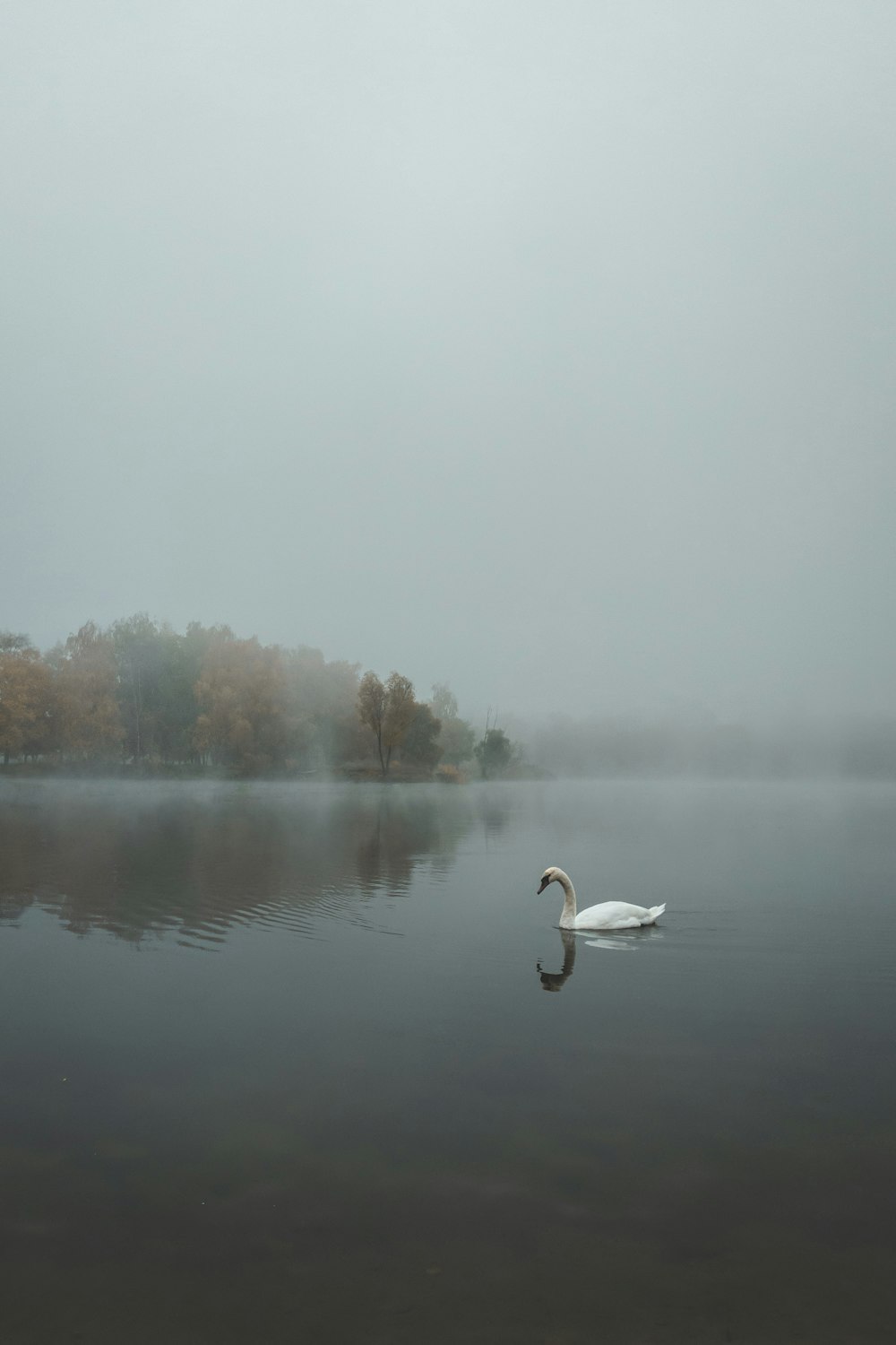 un cygne blanc flottant au sommet d’un lac à côté d’une forêt