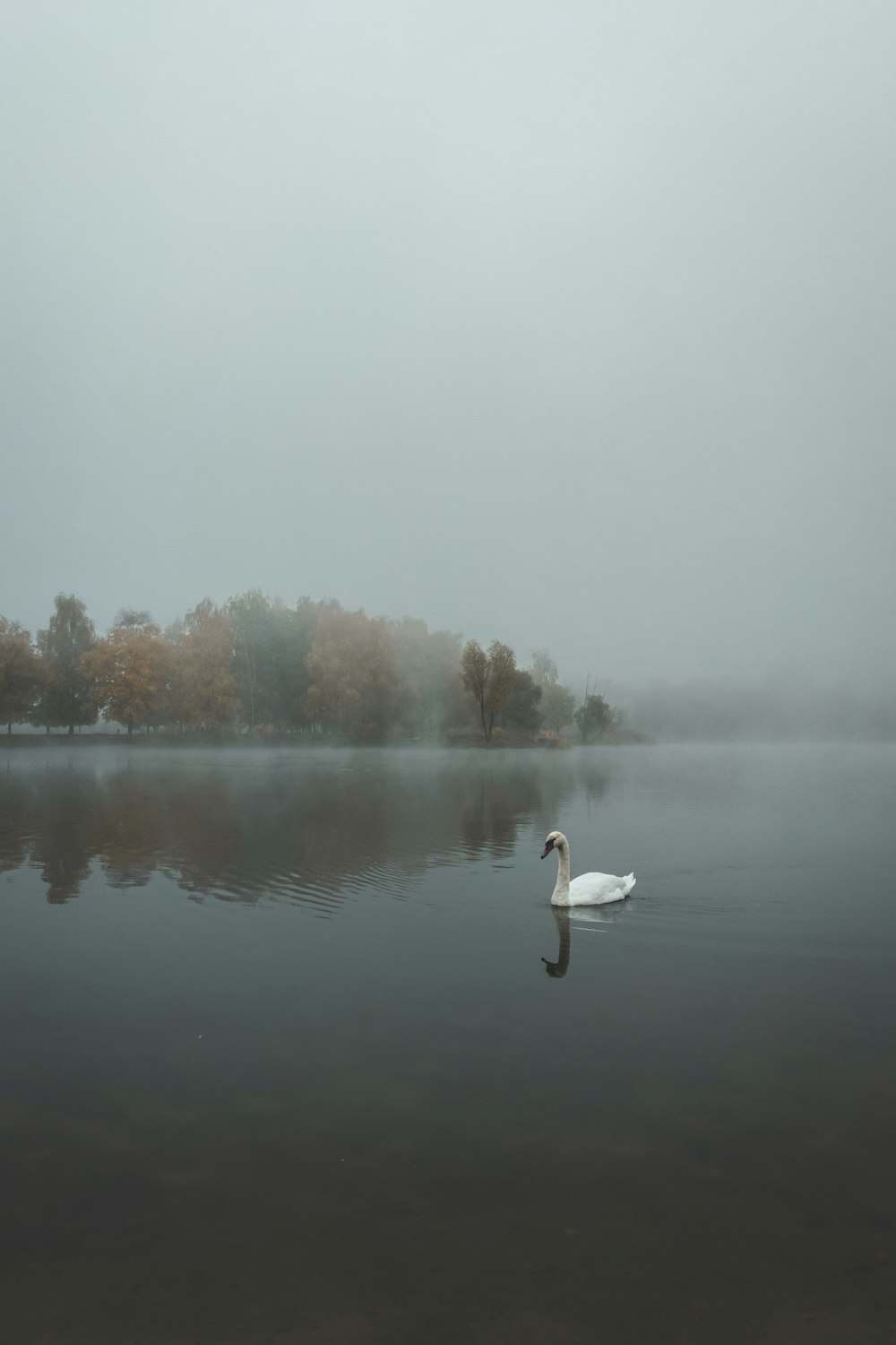 a white swan floating on top of a lake next to a forest