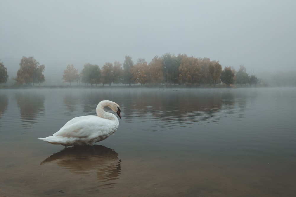 Un cigno bianco seduto sopra uno specchio d'acqua