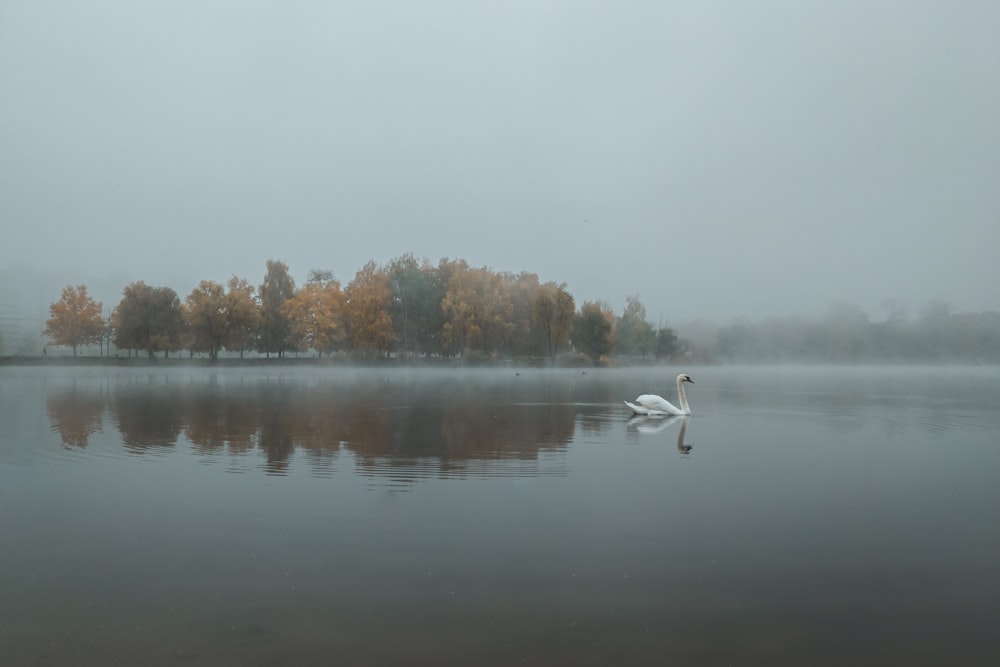 a swan is swimming in a lake on a foggy day