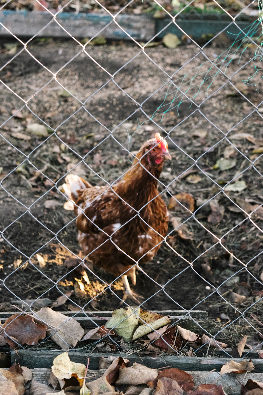 a chicken standing behind a chain link fence