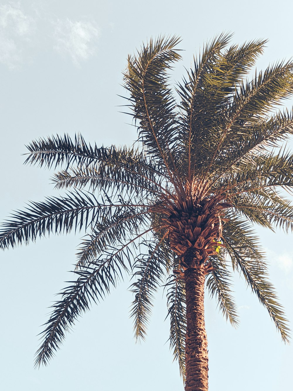 a palm tree with a blue sky in the background