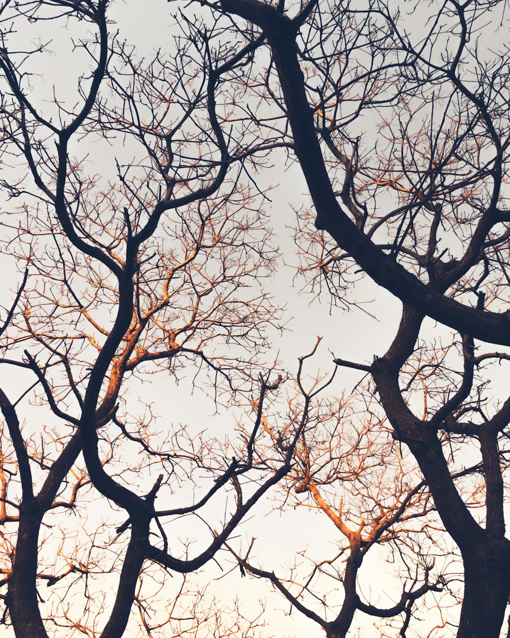 the branches of a tree against a blue sky