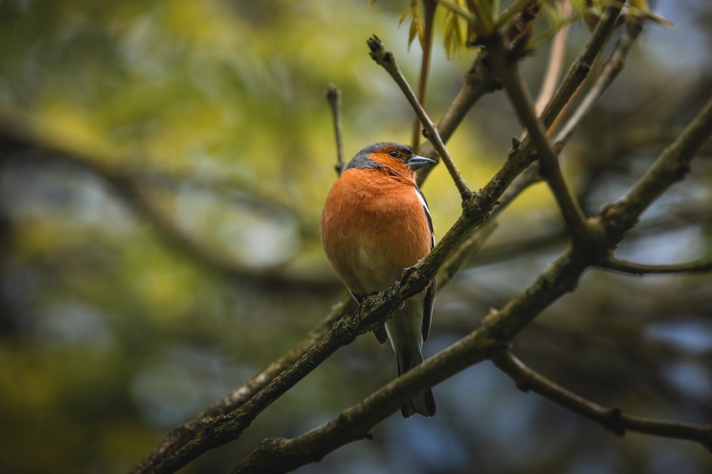 Ein kleiner Vogel sitzt auf einem Ast